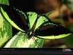 Der Schmetterling Traum Der Schmetterling Traum
