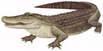 Das Salzwasser Krokodil Pikuwa Das Salzwasser Krokodil Pikuwa