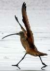 Die Curlew Legende bei den Oodgeroo Die Curlew Legende bei den Oodgeroo