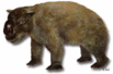 Das Wonambi Fossil Das Wonambi Fossil