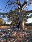 Ngurunderi und der letzte große Baum Ngurunderi und der letzte große Baum