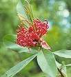 Wie die Waratah den Honig bekam Wie die Waratah den Honig bekam