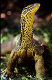Woher der Perentie und der Goanna seine Farbe hat Woher der Perentie und der Goanna seine Farbe hat