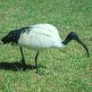 Die Geschichte vom Ibis und dem Mond Die Geschichte vom Ibis und dem Mond