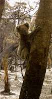 Wie der Koala seinen Schwanz verlor Wie der Koala seinen Schwanz verlor