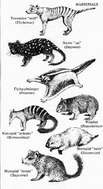 Die Legende vom Bestehen der Beuteltiere in Australien