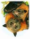 Eine weitere Story über die Flying Fox Eine weitere Story über die Flying Fox