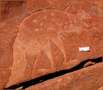 Petroglyphen der Ureinwohner Australiens Petroglyphen der Ureinwohner Australiens