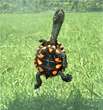 Der Schlangen ähnliche Kopf der Schildkröten Der Schlangen ähnliche Kopf der Schildkröten