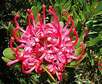 Waratah, die schönste Blume Australiens Waratah, die schönste Blume Australiens