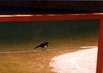 Die Legende des Wallaroo und des Willy-Wagtail Die Legende des Wallaroo und des Willy-Wagtail