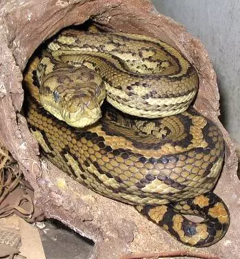 Australische Teppich Python