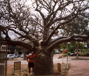 Boab tree in Broome