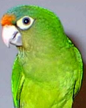 Green Parrot