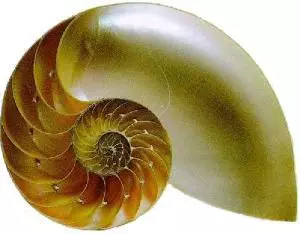 Nautilus Shell - Legenden vom Tod
