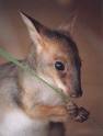 Pademelon, Paddymelon