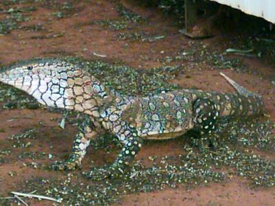 Die sch&ouml;ne Zeichnung des Perentie