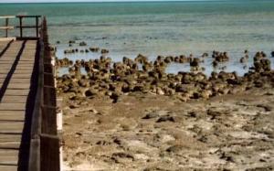 Stromatoliten in der Shark Bay