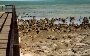 Stromatoliten in der Shark Bay