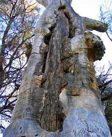 Wentworth Canoe Tree