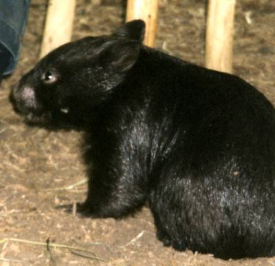 Wombat