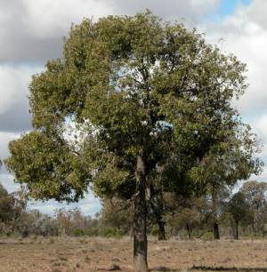 Kurrajong Tree, Water Tree