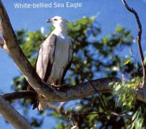 Seeadler
