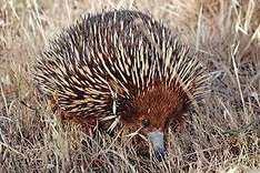 Wie der Ameisenigel Echidna seine Stacheln bekam