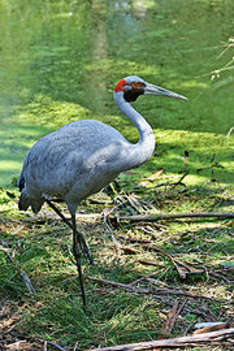 Die Legende von Brolga