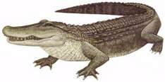 Das Salzwasser Krokodil Pikuwa