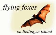 Wie die Flying Fox entstanden