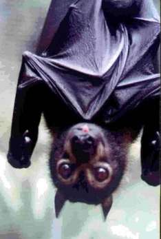 Warum der Flying Fox an den Bäumen kopfüber hängt?