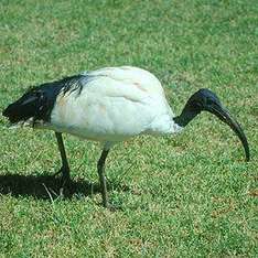 Die Geschichte vom Ibis und dem Mond