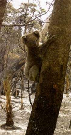 Wie der Koala seinen Schwanz verlor