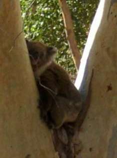 Koobar, der Koala und das Wasser