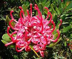 Waratah, die schönste Blume Australiens