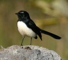 Die Legende von der Bachstelze Willy Wagtail