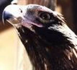 Die Befreiung vom Terror des Adlers