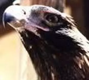 Die Befreiung vom Terror des Adlers