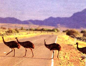 Wie Emu und Jabiru entstanden