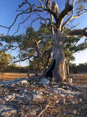 Ngurunderi und der letzte große Baum