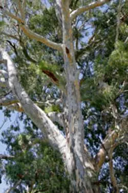 Red River Gum Tree