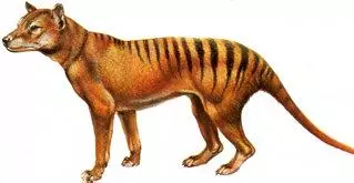 Der letzte Tasmanische Tiger
