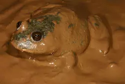 Water holding frog